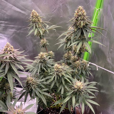 AMG growlog timeline photo