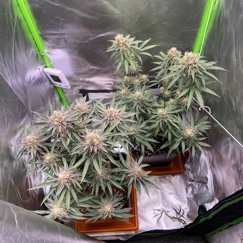 AMG growlog timeline photo
