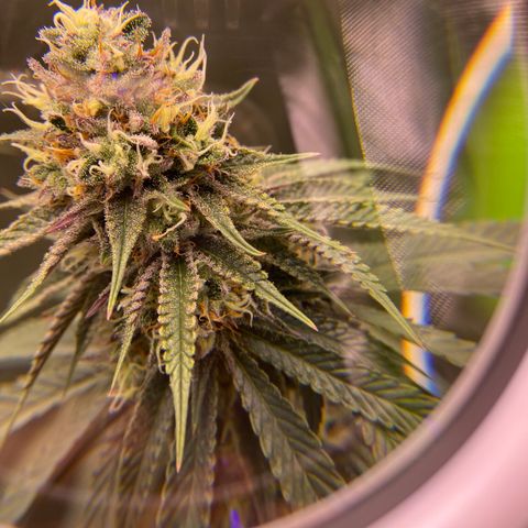 AMG growlog timeline photo