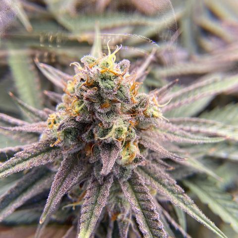 AMG growlog timeline photo