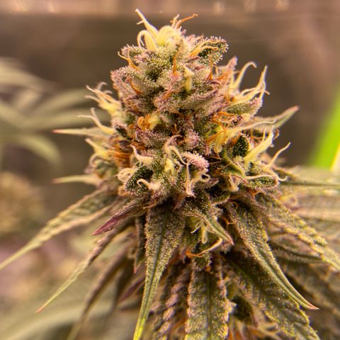 AMG growlog timeline photo