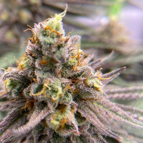 AMG growlog timeline photo