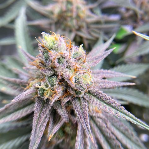 AMG growlog timeline photo