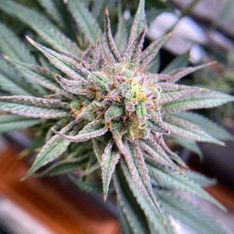 AMG growlog timeline photo