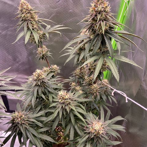 AMG growlog timeline photo