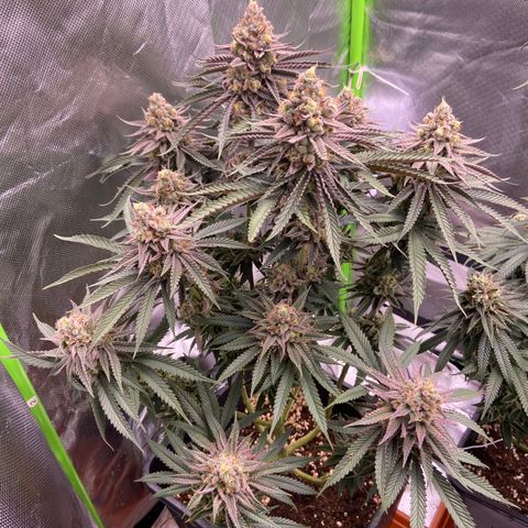 AMG growlog timeline photo