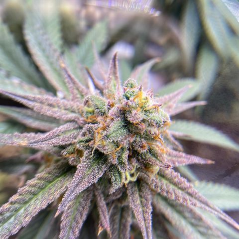 AMG growlog timeline photo
