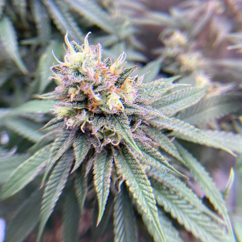 AMG growlog timeline photo