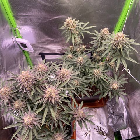 AMG growlog timeline photo