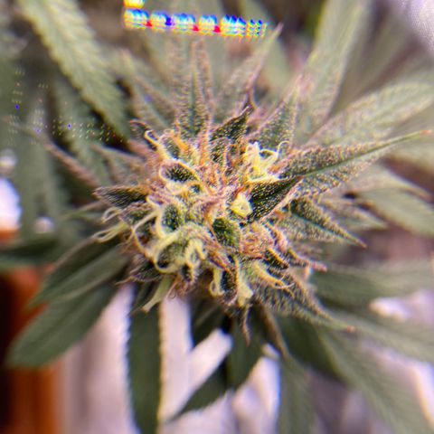 AMG growlog timeline photo