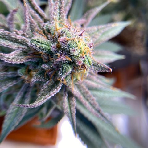 AMG growlog timeline photo