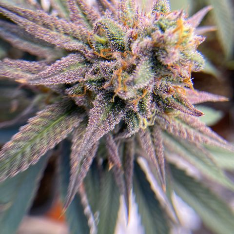 AMG growlog timeline photo