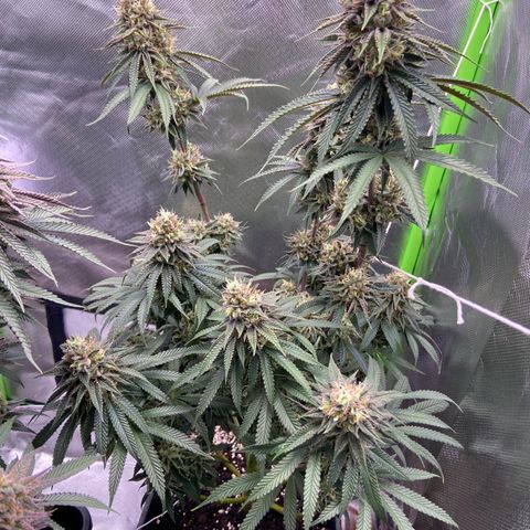 AMG growlog timeline photo