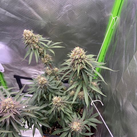 AMG growlog timeline photo