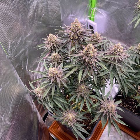 AMG growlog timeline photo