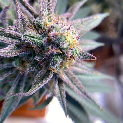AMG growlog timeline photo
