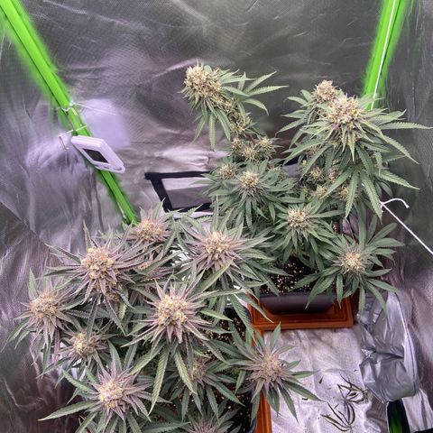 AMG growlog timeline photo