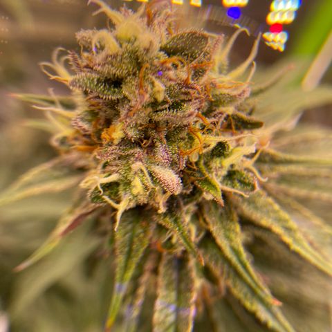 AMG growlog timeline photo
