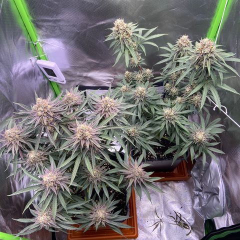 AMG growlog timeline photo