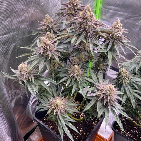 AMG growlog timeline photo