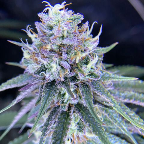 AMG growlog timeline photo
