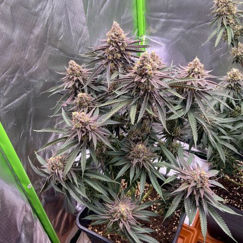 AMG growlog timeline photo