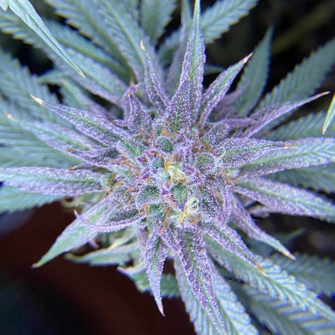 AMG growlog timeline photo