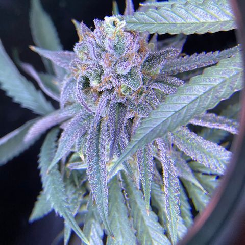 AMG growlog timeline photo