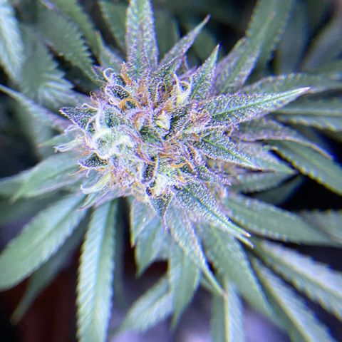 AMG growlog timeline photo
