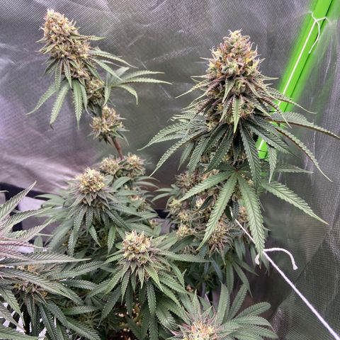 AMG growlog timeline photo