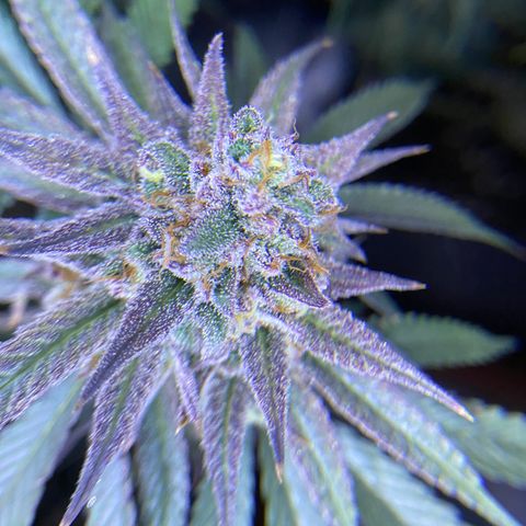 AMG growlog timeline photo
