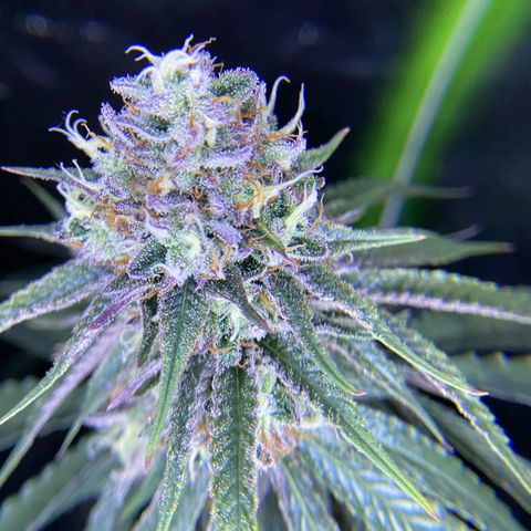 AMG growlog timeline photo