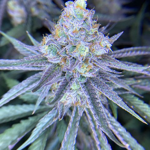 AMG growlog timeline photo