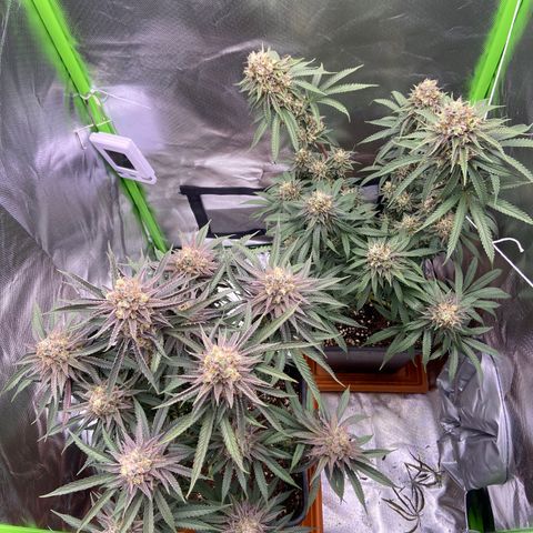AMG growlog timeline photo