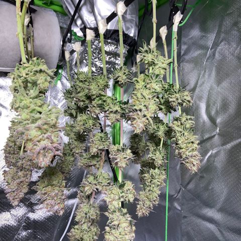 AMG growlog timeline photo