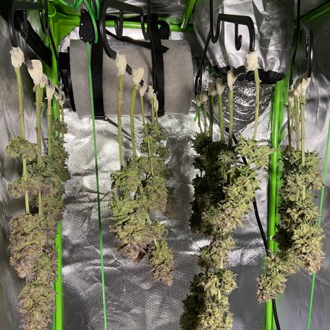 AMG growlog timeline photo