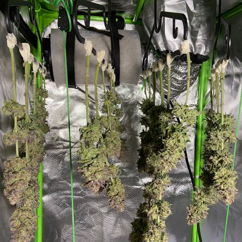 AMG growlog timeline photo