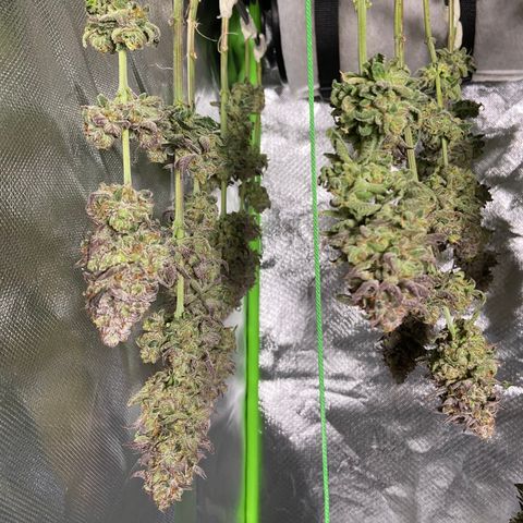 AMG growlog timeline photo