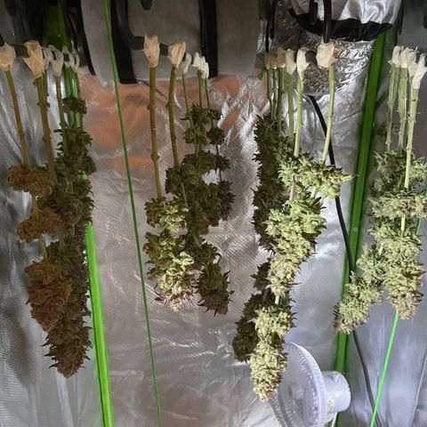 AMG growlog timeline photo