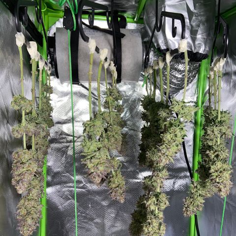 AMG growlog timeline photo