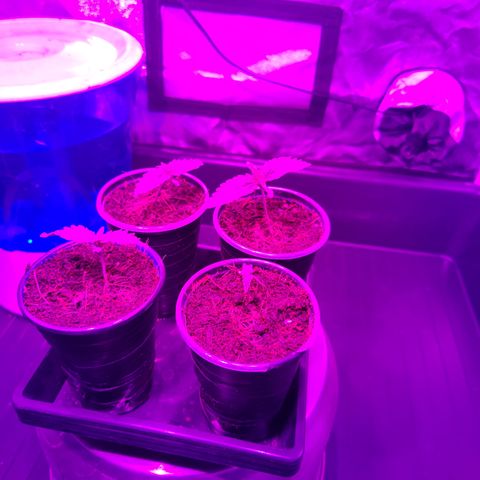 Sweet Amnesia Haze #3 growlog timeline photo