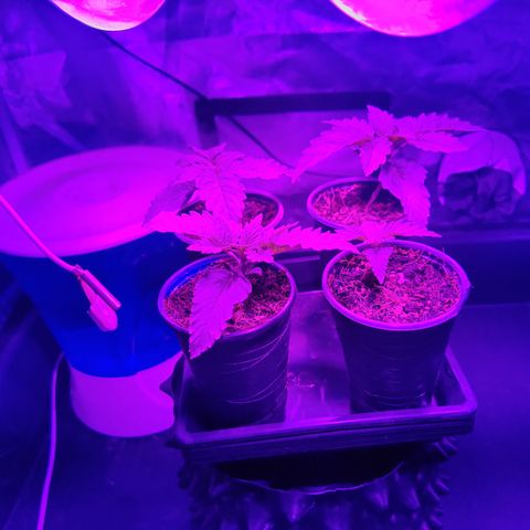 Sweet Amnesia Haze #3 growlog timeline photo