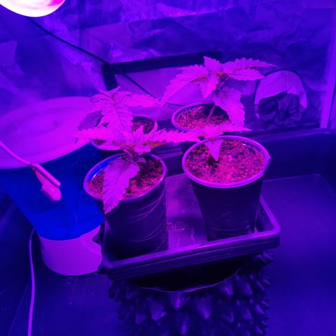 Sweet Amnesia Haze #3 growlog timeline photo