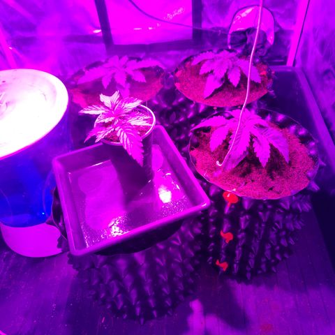Sweet Amnesia Haze #3 growlog timeline photo