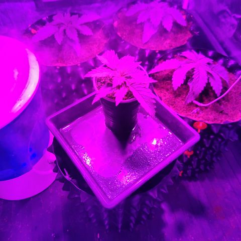 Sweet Amnesia Haze #3 growlog timeline photo