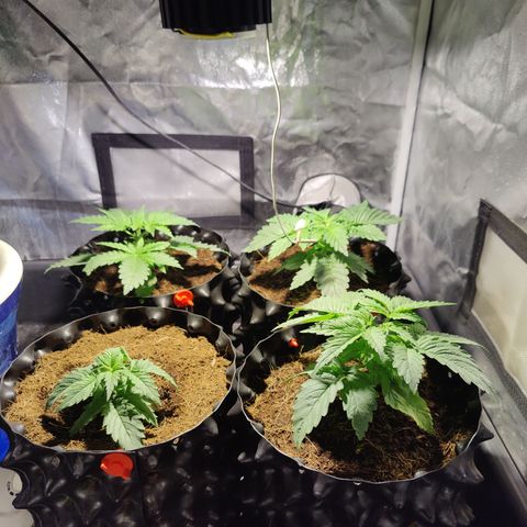 Sweet Amnesia Haze #3 growlog photo: Poda y cambio a LED blackcob 