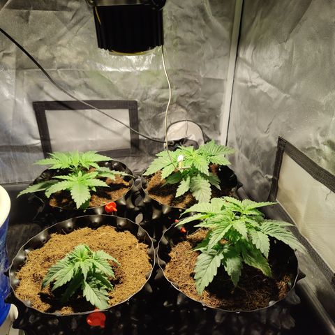Sweet Amnesia Haze #3 growlog photo: Poda y cambio a LED blackcob 