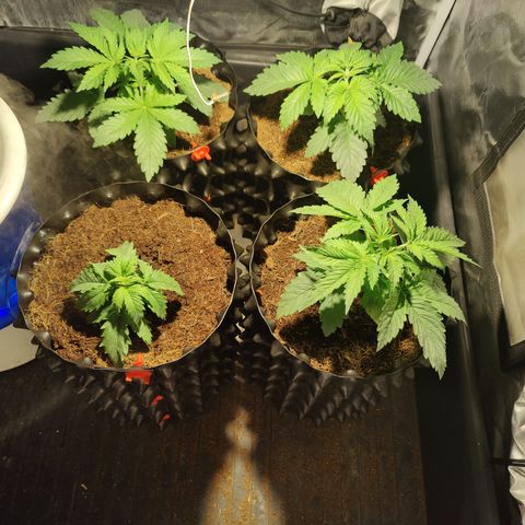 Sweet Amnesia Haze #3 growlog timeline photo