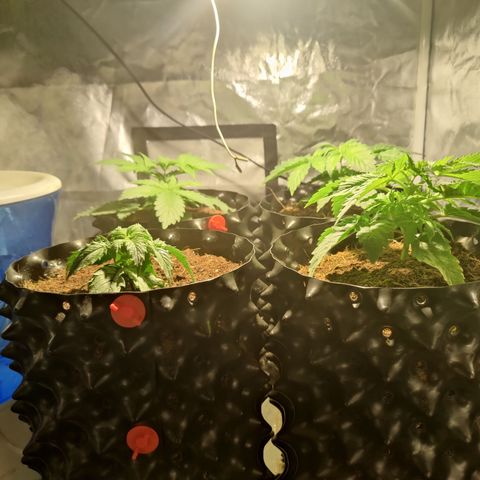 Sweet Amnesia Haze #3 growlog timeline photo