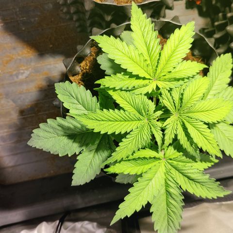 Sweet Amnesia Haze #3 growlog timeline photo